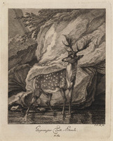 KG 01076
          <br/>
          Entwurf einiger Thiere. Vierter Theil. (16 bladen)
          <br/>
          <em>Ridinger, Johann Elias (1698-1767)</em>